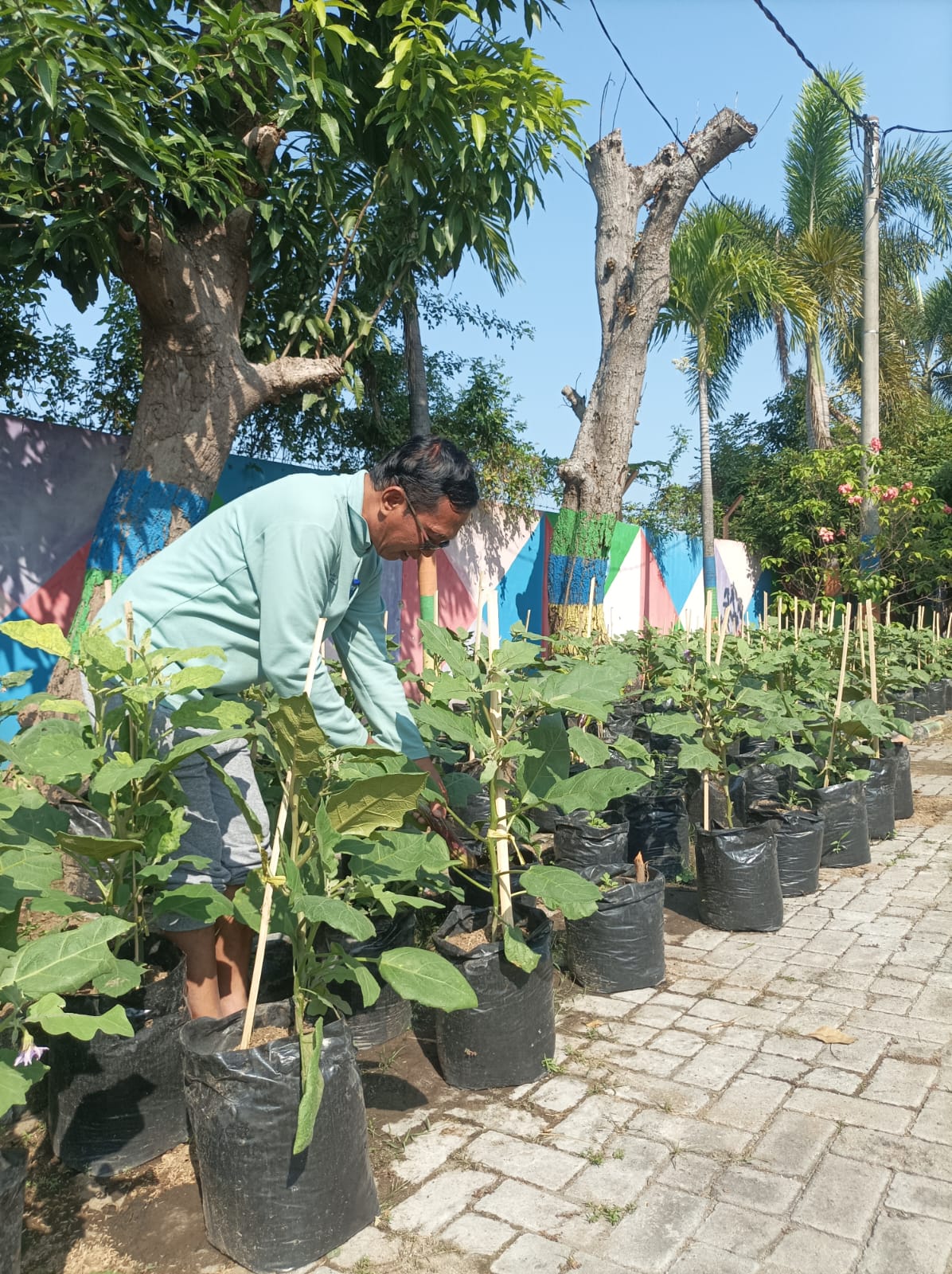 Ketahanan Pangan Kelurahan Sukosari